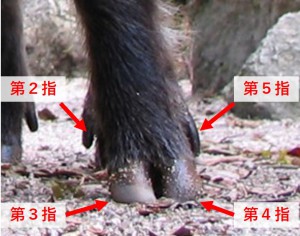 写真２　イノシシの左足の蹄